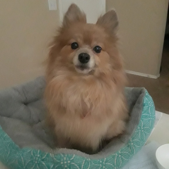 Meet your Posher, Lauren - Picture 1 of 1